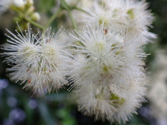 Syzygium floribundum