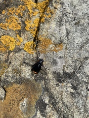 Osca lata