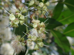 Syzygium floribundum