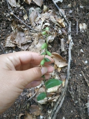 Epipactis