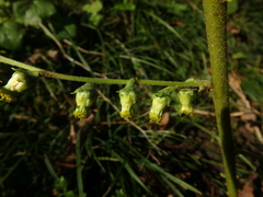 Carpesium abrotanoides