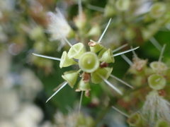 Syzygium floribundum