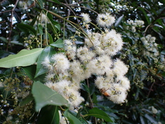 Syzygium floribundum