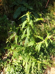 Carpesium abrotanoides