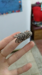 Hypercompe abdominalis