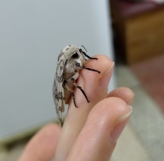 Hypercompe abdominalis