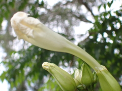 Radermachera sinica