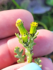 Senecio vulgaris