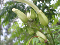 Radermachera sinica