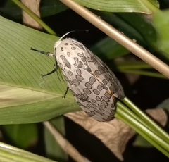 Hypercompe abdominalis