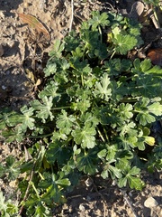Callirhoe involucrata