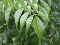 Radermachera sinica