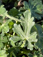 Callirhoe involucrata