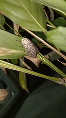 Hypercompe abdominalis