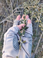 Aloysia gratissima
