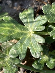 Callirhoe involucrata