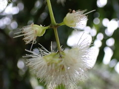 Syzygium floribundum