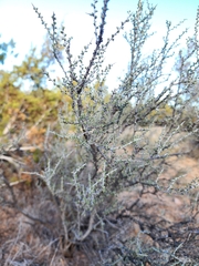 Sarcomphalus obtusifolius