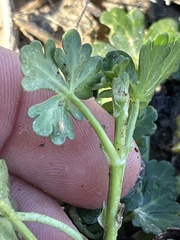 Callirhoe involucrata