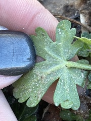 Callirhoe involucrata