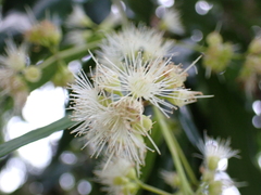 Syzygium floribundum