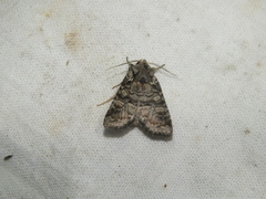 Brachylomia viminalis