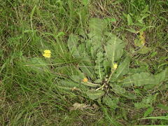 Taraxacum serotinum