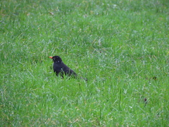 Turdus merula