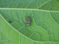 Pantomorus postfasciatus