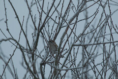 Passer montanus
