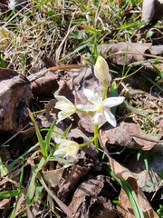 Scilla vindobonensis