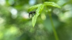 Cerotainia macrocera