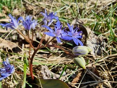 Scilla vindobonensis