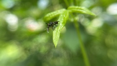 Cerotainia macrocera