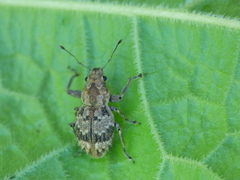 Pantomorus postfasciatus