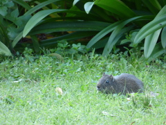 Cavia aperea