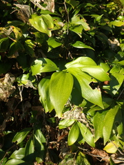 Ruscus colchicus