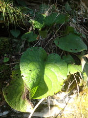 Trachystemon orientalis