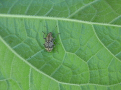 Pantomorus postfasciatus