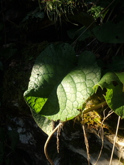 Trachystemon orientalis