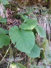 Trachystemon orientalis