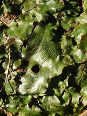 Conocephalum conicum