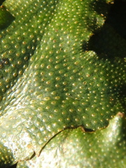 Conocephalum conicum