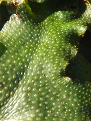 Conocephalum conicum