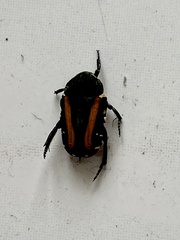 Glycyphana festiva