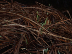 Iris pseudacorus