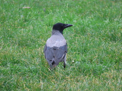 Corvus cornix