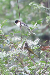 Hemixos castanonotus