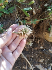 Trifolium ambiguum
