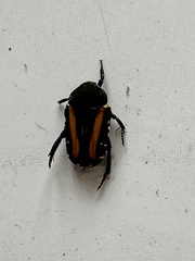 Glycyphana festiva